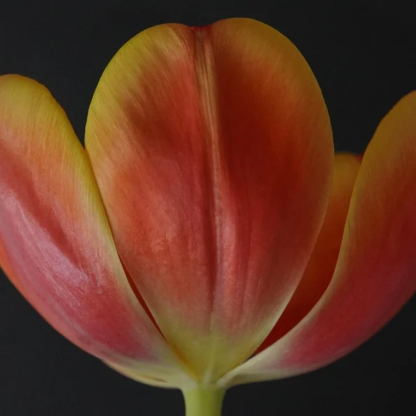 炸金花应用捕鱼游戏